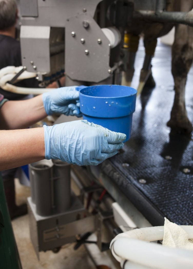 milchviehanlage schoellnitz. geschäftsbericht ktg-agrar