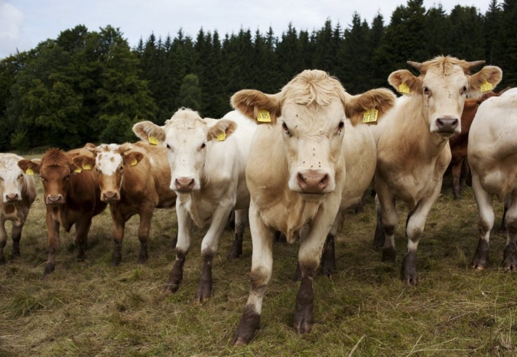landwirtschafsbetrieb trusetal, geschäftsbericht ktg-agrar