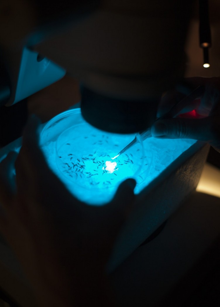 institut für malariaforschung. imagebroschüre für max-planck-institut 