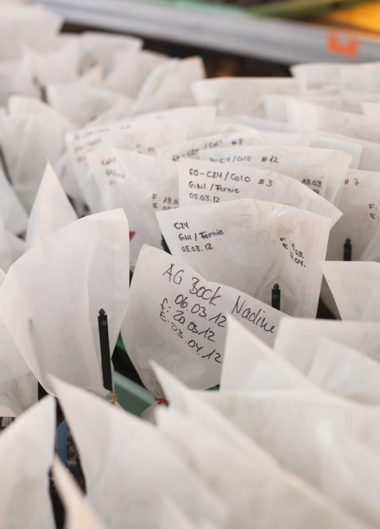 institut für molekulare pflanzenphysiologie, imagebroschüre für max-planck-institut 