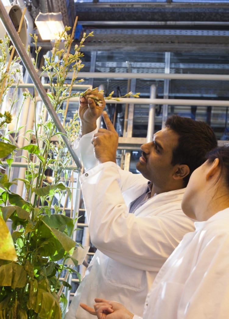 institut für molekulare pflanzenphysiologie, imagebroschüre für max-planck-institut 