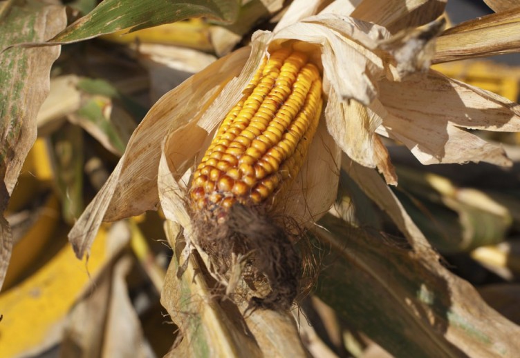 maisernte seelow. imagebroschüre für ktg-agrar