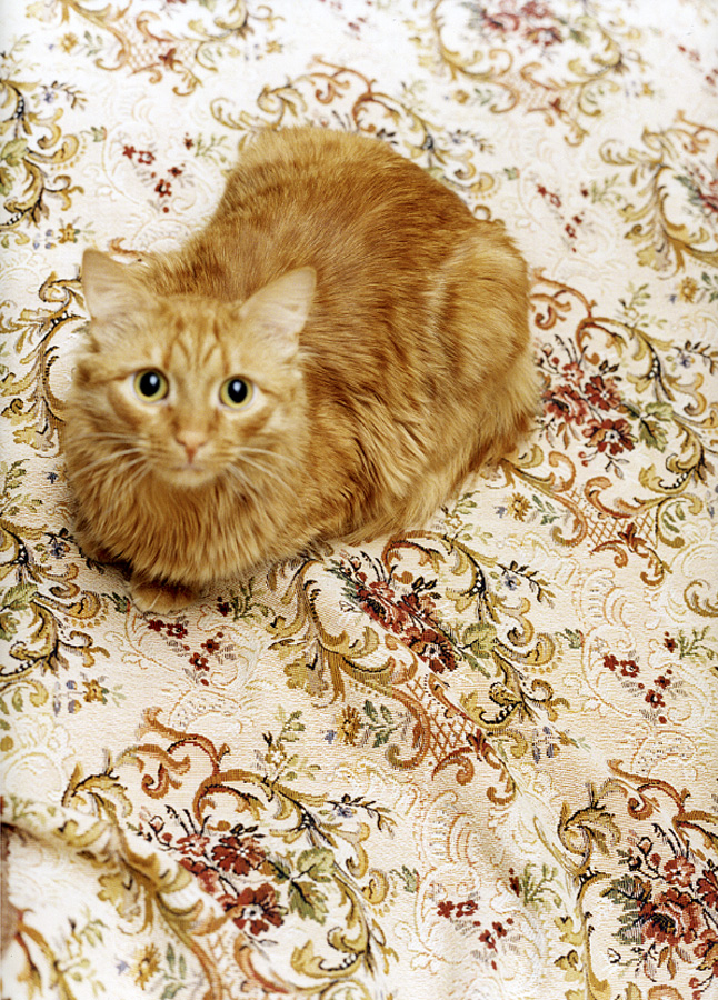 moskau einfach. das magazin